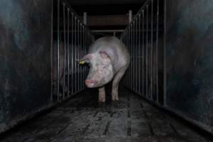 Boar in boar crate - Captured at Walla Farms Piggery, Yarrawalla VIC Australia.