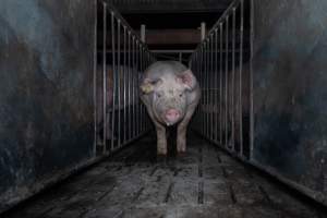 Boar in boar crate - Captured at Walla Farms Piggery, Yarrawalla VIC Australia.