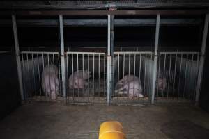 Boars in crate near dummy sow - Dummy sow used for semen collection - Captured at Walla Farms Piggery, Yarrawalla VIC Australia.