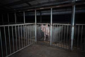 Boar in boar crate - Captured at Walla Farms Piggery, Yarrawalla VIC Australia.