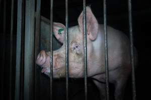 Boar in boar crate - Captured at Walla Farms Piggery, Yarrawalla VIC Australia.