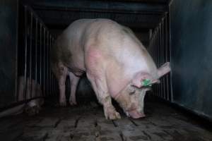Boar in boar crate - Captured at Walla Farms Piggery, Yarrawalla VIC Australia.