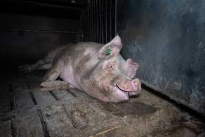 Boar in boar crate - Captured at Walla Farms Piggery, Yarrawalla VIC Australia.