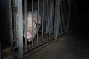 Boar in boar crate - Captured at Walla Farms Piggery, Yarrawalla VIC Australia.