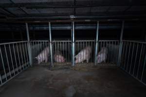 Boars in boar crate - Captured at Walla Farms Piggery, Yarrawalla VIC Australia.