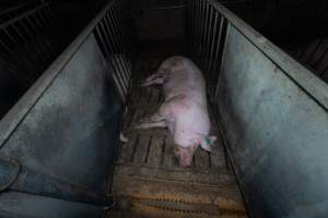 Boar in boar crate - Captured at Walla Farms Piggery, Yarrawalla VIC Australia.