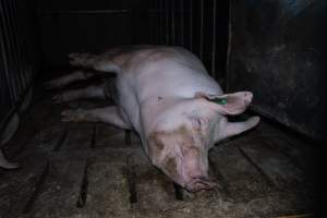 Boar in boar crate - Captured at Walla Farms Piggery, Yarrawalla VIC Australia.
