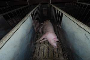 Boar in boar crate - Captured at Walla Farms Piggery, Yarrawalla VIC Australia.