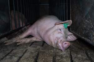 Boar in boar crate - Captured at Walla Farms Piggery, Yarrawalla VIC Australia.