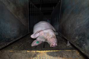Boar in boar crate - Captured at Walla Farms Piggery, Yarrawalla VIC Australia.