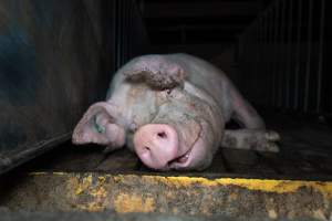 Boar in boar crate - Captured at Walla Farms Piggery, Yarrawalla VIC Australia.