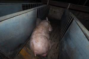 Boar in boar crate - Captured at Walla Farms Piggery, Yarrawalla VIC Australia.