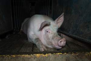 Boar in boar crate - Captured at Walla Farms Piggery, Yarrawalla VIC Australia.