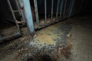 Puddle of urine and water outside boar crate - Captured at Walla Farms Piggery, Yarrawalla VIC Australia.