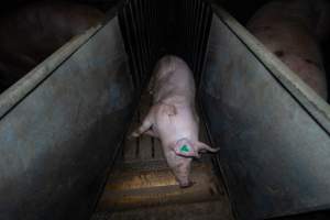 Boar in boar crate - Captured at Walla Farms Piggery, Yarrawalla VIC Australia.