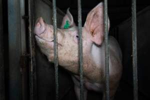 Boar in boar crate - Captured at Walla Farms Piggery, Yarrawalla VIC Australia.