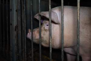 Boar in boar crate - Captured at Walla Farms Piggery, Yarrawalla VIC Australia.