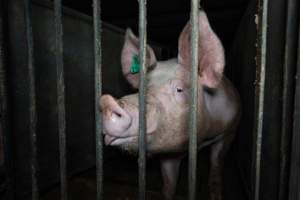 Boar in boar crate - Captured at Walla Farms Piggery, Yarrawalla VIC Australia.