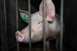 Boar in boar crate - Captured at Walla Farms Piggery, Yarrawalla VIC Australia.