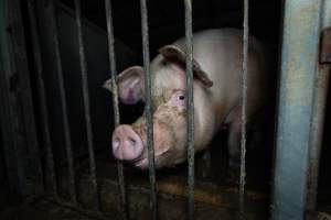 Boar in boar crate - Captured at Walla Farms Piggery, Yarrawalla VIC Australia.