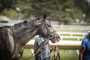 Monmouth Park September 2026 - Captured at Monmouth Park Racetrack, Oceanport NJ United States.