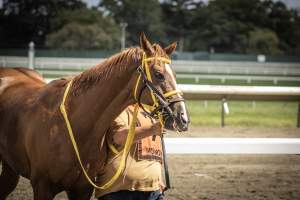 Monmouth Park September 2026 - Captured at Monmouth Park Racetrack, Oceanport NJ United States.