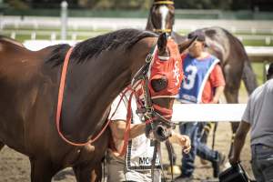 Monmouth Park September 2026 - Captured at Monmouth Park Racetrack, Oceanport NJ United States.