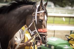 Monmouth Park September 2026 - Captured at Monmouth Park Racetrack, Oceanport NJ United States.