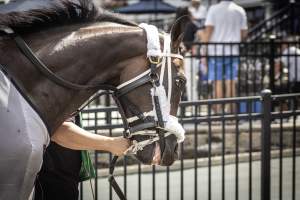 Monmouth Park September 2026 - Captured at Monmouth Park Racetrack, Oceanport NJ United States.