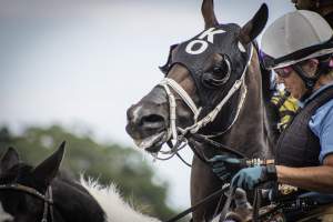 Monmouth Park September 2026 - Captured at Monmouth Park Racetrack, Oceanport NJ United States.