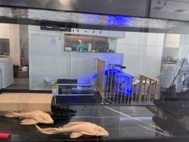 Aquarium Cafe - Photos - I visited the site yesterday and took photographs documenting the conditions in which the fish are being kept. The photographs include both fish being held for sale and larger fish that appear to be kept as part of the café's entertainment or décor.

While it could be argued that the fish offered for sale are being housed in these conditions temporarily, this does not explain or justify the conditions of the larger fish kept permanently within the café. Unless the café changes its practices or intervention occurs, these fish appear likely to remain in these tanks indefinitely.

I observed fish being kept in tanks that appear extremely small relative to their size. One tank is positioned facing the street and provides the fish with no apparent place to retreat or hide from constant exposure. It has no gravel or other substrate and provides an extremely barren environment.

Many of the other tanks similarly have little or no substrate or environmental enrichment that would allow the fish to engage in normal behaviours. Although some tanks now appear to contain limited hiding places, these additions remain inadequate given the size of the fish, the size and layout of the tanks, and the overall lack of environmental complexity.

My concern is therefore not limited to the temporary housing of fish awaiting sale. It also relates to the ongoing conditions in which fish are being maintained as part of the café itself. The photographs document the conditions I personally observed during my visit and, in my view, raise serious concerns about whether the animals' physical, behavioural, and environmental needs are being adequately met. - Captured at Aquarium Cafe, Newmarket Auckland New Zealand.