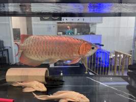 Aquarium Cafe - Photos - I visited the site yesterday and took photographs documenting the conditions in which the fish are being kept. The photographs include both fish being held for sale and larger fish that appear to be kept as part of the café's entertainment or décor.
While it could be argued that the fish offered for sale are being housed in these conditions temporarily, this does not explain or justify the conditions of the larger fish kept permanently within the café. Unless the café changes its practices or intervention occurs, these fish appear likely to remain in these tanks indefinitely.
I observed fish being kept in tanks that appear extremely small relative to their size. One tank is positioned facing the street and provides the fish with no apparent place to retreat or hide from constant exposure. It has no gravel or other substrate and provides an extremely barren environment.
Many of the other tanks similarly have little or no substrate or environmental enrichment that would allow the fish to engage in normal behaviours. Although some tanks now appear to contain limited hiding places, these additions remain inadequate given the size of the fish, the size and layout of the tanks, and the overall lack of environmental complexity.
My concern is therefore not limited to the temporary housing of fish awaiting sale. It also relates to the ongoing conditions in which fish are being maintained as part of the café itself. The photographs document the conditions I personally observed during my visit and, in my view, raise serious concerns about whether the animals' physical, behavioural, and environmental needs are being adequately met. - Captured at Aquarium Cafe, Newmarket Auckland New Zealand.