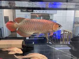 Aquarium Cafe - Photos - I visited the site yesterday and took photographs documenting the conditions in which the fish are being kept. The photographs include both fish being held for sale and larger fish that appear to be kept as part of the café's entertainment or décor.
While it could be argued that the fish offered for sale are being housed in these conditions temporarily, this does not explain or justify the conditions of the larger fish kept permanently within the café. Unless the café changes its practices or intervention occurs, these fish appear likely to remain in these tanks indefinitely.
I observed fish being kept in tanks that appear extremely small relative to their size. One tank is positioned facing the street and provides the fish with no apparent place to retreat or hide from constant exposure. It has no gravel or other substrate and provides an extremely barren environment.
Many of the other tanks similarly have little or no substrate or environmental enrichment that would allow the fish to engage in normal behaviours. Although some tanks now appear to contain limited hiding places, these additions remain inadequate given the size of the fish, the size and layout of the tanks, and the overall lack of environmental complexity.
My concern is therefore not limited to the temporary housing of fish awaiting sale. It also relates to the ongoing conditions in which fish are being maintained as part of the café itself. The photographs document the conditions I personally observed during my visit and, in my view, raise serious concerns about whether the animals' physical, behavioural, and environmental needs are being adequately met. - Captured at Aquarium Cafe, Newmarket Auckland New Zealand.