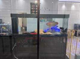 Aquarium Cafe - Photos - I visited the site yesterday and took photographs documenting the conditions in which the fish are being kept. The photographs include both fish being held for sale and larger fish that appear to be kept as part of the café's entertainment or décor.

While it could be argued that the fish offered for sale are being housed in these conditions temporarily, this does not explain or justify the conditions of the larger fish kept permanently within the café. Unless the café changes its practices or intervention occurs, these fish appear likely to remain in these tanks indefinitely.

I observed fish being kept in tanks that appear extremely small relative to their size. One tank is positioned facing the street and provides the fish with no apparent place to retreat or hide from constant exposure. It has no gravel or other substrate and provides an extremely barren environment.

Many of the other tanks similarly have little or no substrate or environmental enrichment that would allow the fish to engage in normal behaviours. Although some tanks now appear to contain limited hiding places, these additions remain inadequate given the size of the fish, the size and layout of the tanks, and the overall lack of environmental complexity.

My concern is therefore not limited to the temporary housing of fish awaiting sale. It also relates to the ongoing conditions in which fish are being maintained as part of the café itself. The photographs document the conditions I personally observed during my visit and, in my view, raise serious concerns about whether the animals' physical, behavioural, and environmental needs are being adequately met. - Captured at Aquarium Cafe, Newmarket Auckland New Zealand.