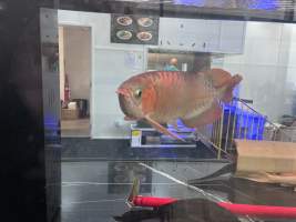Aquarium Cafe - Photos - I visited the site yesterday and took photographs documenting the conditions in which the fish are being kept. The photographs include both fish being held for sale and larger fish that appear to be kept as part of the café's entertainment or décor.
While it could be argued that the fish offered for sale are being housed in these conditions temporarily, this does not explain or justify the conditions of the larger fish kept permanently within the café. Unless the café changes its practices or intervention occurs, these fish appear likely to remain in these tanks indefinitely.
I observed fish being kept in tanks that appear extremely small relative to their size. One tank is positioned facing the street and provides the fish with no apparent place to retreat or hide from constant exposure. It has no gravel or other substrate and provides an extremely barren environment.
Many of the other tanks similarly have little or no substrate or environmental enrichment that would allow the fish to engage in normal behaviours. Although some tanks now appear to contain limited hiding places, these additions remain inadequate given the size of the fish, the size and layout of the tanks, and the overall lack of environmental complexity.
My concern is therefore not limited to the temporary housing of fish awaiting sale. It also relates to the ongoing conditions in which fish are being maintained as part of the café itself. The photographs document the conditions I personally observed during my visit and, in my view, raise serious concerns about whether the animals' physical, behavioural, and environmental needs are being adequately met. - Captured at Aquarium Cafe, Newmarket Auckland New Zealand.