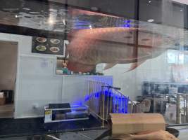 Aquarium Cafe - Photos - I visited the site yesterday and took photographs documenting the conditions in which the fish are being kept. The photographs include both fish being held for sale and larger fish that appear to be kept as part of the café's entertainment or décor.

While it could be argued that the fish offered for sale are being housed in these conditions temporarily, this does not explain or justify the conditions of the larger fish kept permanently within the café. Unless the café changes its practices or intervention occurs, these fish appear likely to remain in these tanks indefinitely.

I observed fish being kept in tanks that appear extremely small relative to their size. One tank is positioned facing the street and provides the fish with no apparent place to retreat or hide from constant exposure. It has no gravel or other substrate and provides an extremely barren environment.

Many of the other tanks similarly have little or no substrate or environmental enrichment that would allow the fish to engage in normal behaviours. Although some tanks now appear to contain limited hiding places, these additions remain inadequate given the size of the fish, the size and layout of the tanks, and the overall lack of environmental complexity.

My concern is therefore not limited to the temporary housing of fish awaiting sale. It also relates to the ongoing conditions in which fish are being maintained as part of the café itself. The photographs document the conditions I personally observed during my visit and, in my view, raise serious concerns about whether the animals' physical, behavioural, and environmental needs are being adequately met. - Captured at Aquarium Cafe, Newmarket Auckland New Zealand.