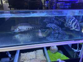 Aquarium Cafe - Photos - I visited the site yesterday and took photographs documenting the conditions in which the fish are being kept. The photographs include both fish being held for sale and larger fish that appear to be kept as part of the café's entertainment or décor.
While it could be argued that the fish offered for sale are being housed in these conditions temporarily, this does not explain or justify the conditions of the larger fish kept permanently within the café. Unless the café changes its practices or intervention occurs, these fish appear likely to remain in these tanks indefinitely.
I observed fish being kept in tanks that appear extremely small relative to their size. One tank is positioned facing the street and provides the fish with no apparent place to retreat or hide from constant exposure. It has no gravel or other substrate and provides an extremely barren environment.
Many of the other tanks similarly have little or no substrate or environmental enrichment that would allow the fish to engage in normal behaviours. Although some tanks now appear to contain limited hiding places, these additions remain inadequate given the size of the fish, the size and layout of the tanks, and the overall lack of environmental complexity.
My concern is therefore not limited to the temporary housing of fish awaiting sale. It also relates to the ongoing conditions in which fish are being maintained as part of the café itself. The photographs document the conditions I personally observed during my visit and, in my view, raise serious concerns about whether the animals' physical, behavioural, and environmental needs are being adequately met. - Captured at Aquarium Cafe, Newmarket Auckland New Zealand.
