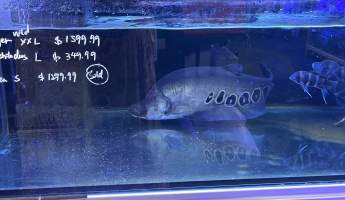 Aquarium Cafe - Photos - I visited the site yesterday and took photographs documenting the conditions in which the fish are being kept. The photographs include both fish being held for sale and larger fish that appear to be kept as part of the café's entertainment or décor.
While it could be argued that the fish offered for sale are being housed in these conditions temporarily, this does not explain or justify the conditions of the larger fish kept permanently within the café. Unless the café changes its practices or intervention occurs, these fish appear likely to remain in these tanks indefinitely.
I observed fish being kept in tanks that appear extremely small relative to their size. One tank is positioned facing the street and provides the fish with no apparent place to retreat or hide from constant exposure. It has no gravel or other substrate and provides an extremely barren environment.
Many of the other tanks similarly have little or no substrate or environmental enrichment that would allow the fish to engage in normal behaviours. Although some tanks now appear to contain limited hiding places, these additions remain inadequate given the size of the fish, the size and layout of the tanks, and the overall lack of environmental complexity.
My concern is therefore not limited to the temporary housing of fish awaiting sale. It also relates to the ongoing conditions in which fish are being maintained as part of the café itself. The photographs document the conditions I personally observed during my visit and, in my view, raise serious concerns about whether the animals' physical, behavioural, and environmental needs are being adequately met. - Captured at Aquarium Cafe, Newmarket Auckland New Zealand.
