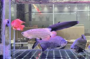 Screenshot - Screenshot - Captured at Aquarium Cafe, Newmarket Auckland New Zealand.