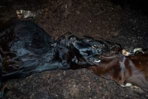 Cows, calves and bones on dead pile at dairy farm - Captured at Minko North Dairy, Korunye SA Australia.