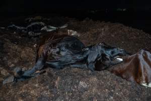 Cows, calves and bones on dead pile at dairy farm - Captured at Minko North Dairy, Korunye SA Australia.
