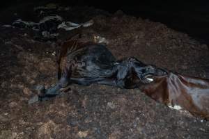 Cows, calves and bones on dead pile at dairy farm - Captured at Minko North Dairy, Korunye SA Australia.