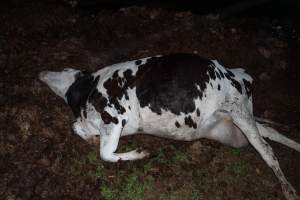 Cows, calves and bones on dead pile at dairy farm - Captured at Minko North Dairy, Korunye SA Australia.
