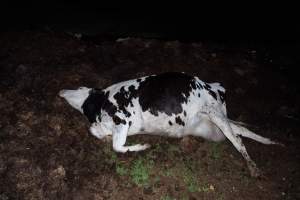 Cows, calves and bones on dead pile at dairy farm - Captured at Minko North Dairy, Korunye SA Australia.