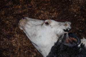 Cows, calves and bones on dead pile at dairy farm - Captured at Minko North Dairy, Korunye SA Australia.