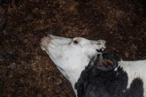 Cows, calves and bones on dead pile at dairy farm - Captured at Minko North Dairy, Korunye SA Australia.