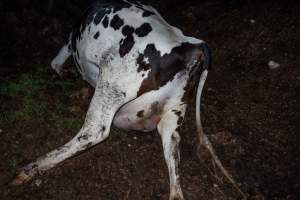 Cows, calves and bones on dead pile at dairy farm - Captured at Minko North Dairy, Korunye SA Australia.