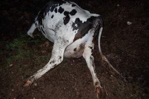 Cows, calves and bones on dead pile at dairy farm - Captured at Minko North Dairy, Korunye SA Australia.