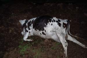 Cows, calves and bones on dead pile at dairy farm - Captured at Minko North Dairy, Korunye SA Australia.