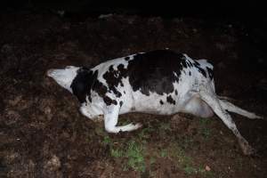 Cows, calves and bones on dead pile at dairy farm - Captured at Minko North Dairy, Korunye SA Australia.